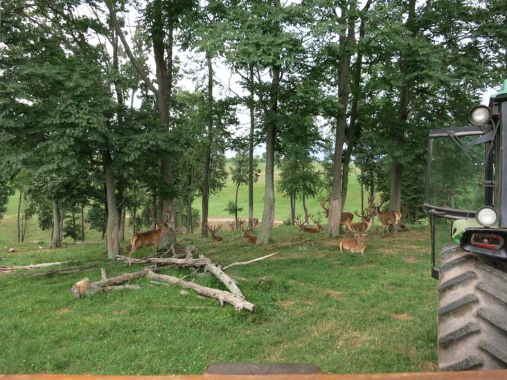 Rolling Hills Red Deer Farm, Catawissa, Pennsylvania, July 18, 2016