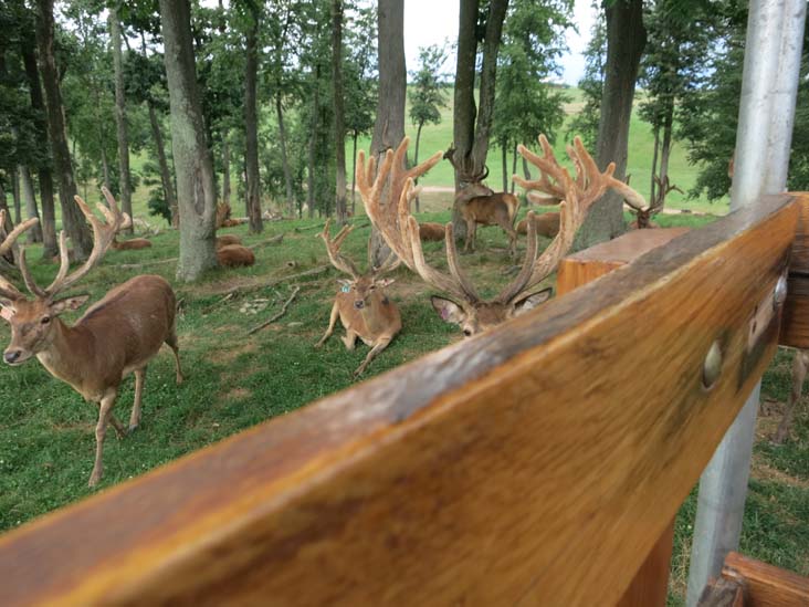 Rolling Hills Red Deer Farm, Catawissa, Pennsylvania, July 18, 2016