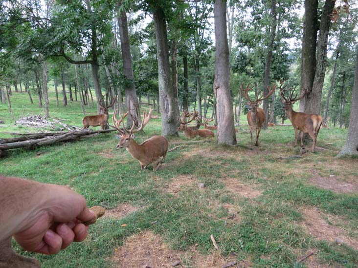 Rolling Hills Red Deer Farm, Catawissa, Pennsylvania, July 18, 2016