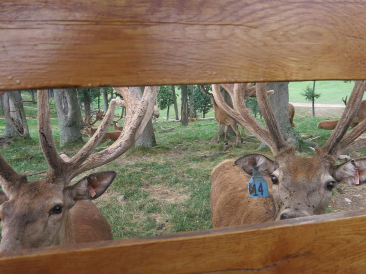 Rolling Hills Red Deer Farm, Catawissa, Pennsylvania, July 18, 2016