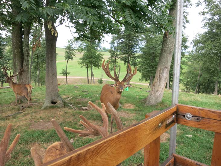 Rolling Hills Red Deer Farm, Catawissa, Pennsylvania, July 18, 2016