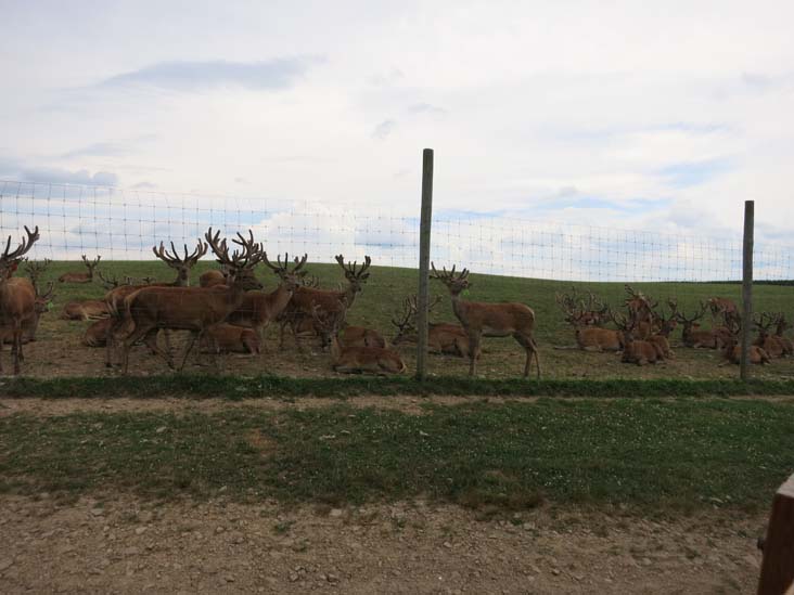 Rolling Hills Red Deer Farm, Catawissa, Pennsylvania, July 18, 2016