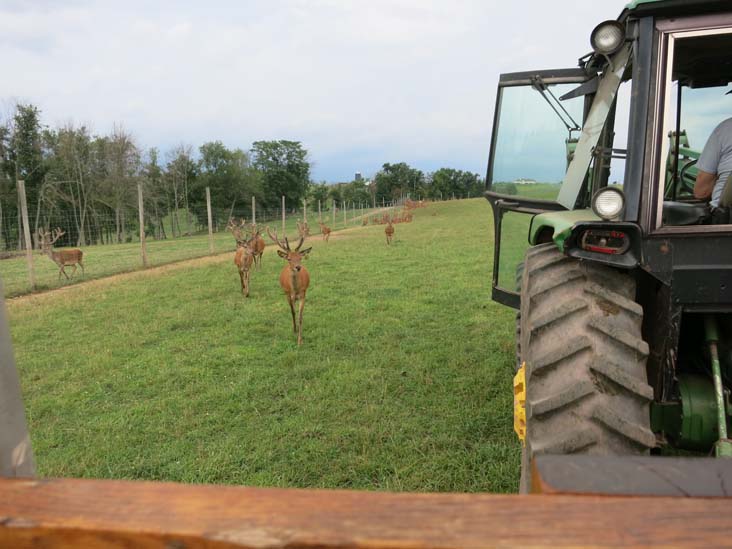 Rolling Hills Red Deer Farm, Catawissa, Pennsylvania, July 18, 2016