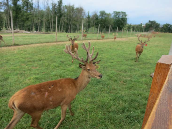 Rolling Hills Red Deer Farm, Catawissa, Pennsylvania, July 18, 2016
