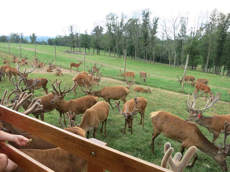 Rolling Hills Red Deer Farm, Catawissa, Pennsylvania, July 18, 2016