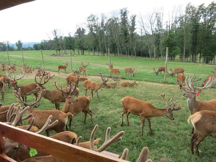 Rolling Hills Red Deer Farm, Catawissa, Pennsylvania, July 18, 2016