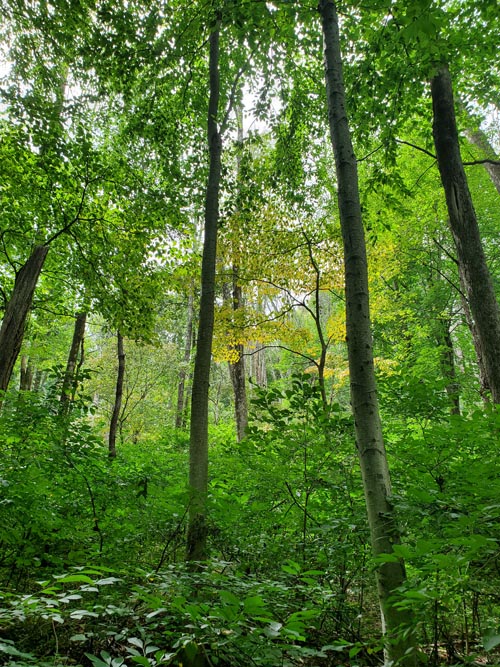 Arrow Island Trail, Delaware Water Gap National Recreation Area, Pennsylvania, August 31, 2020