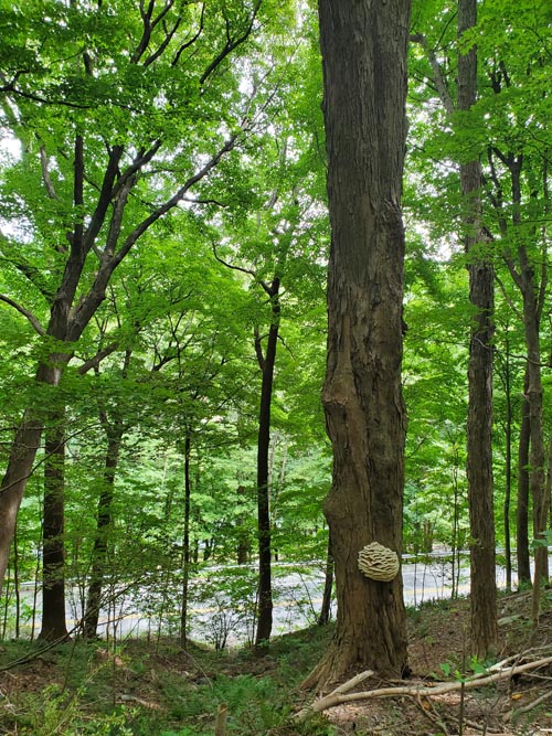 Arrow Island Trail, Delaware Water Gap National Recreation Area, Pennsylvania, August 31, 2020