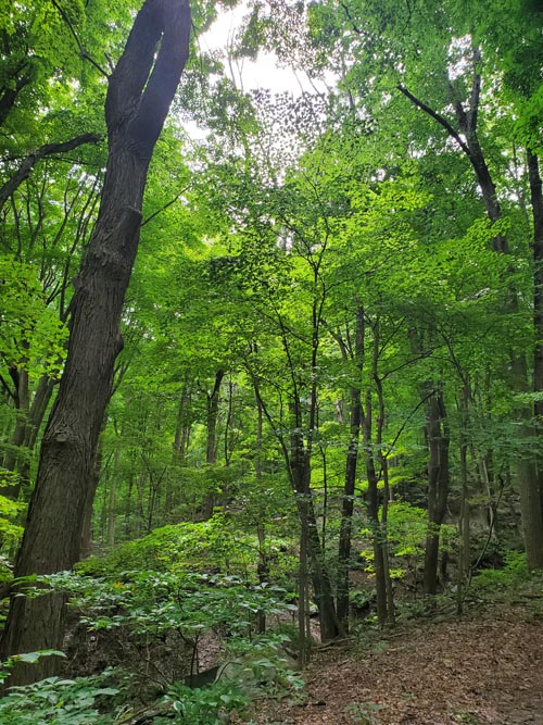 Arrow Island Trail, Delaware Water Gap National Recreation Area, Pennsylvania, August 31, 2020