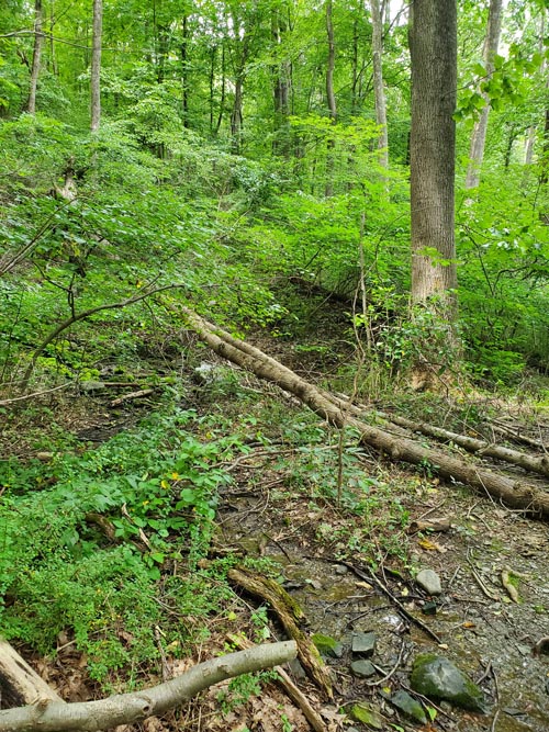 Arrow Island Trail, Delaware Water Gap National Recreation Area, Pennsylvania, August 31, 2020