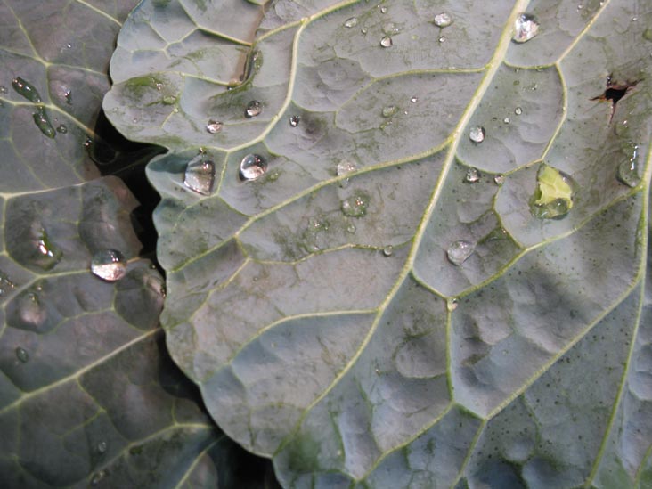 Collard Greens, Iovine's Produce, Reading Terminal Market, 12th and Arch Streets, Center City, Philadelphia, Pennsylvania, November 29, 2008