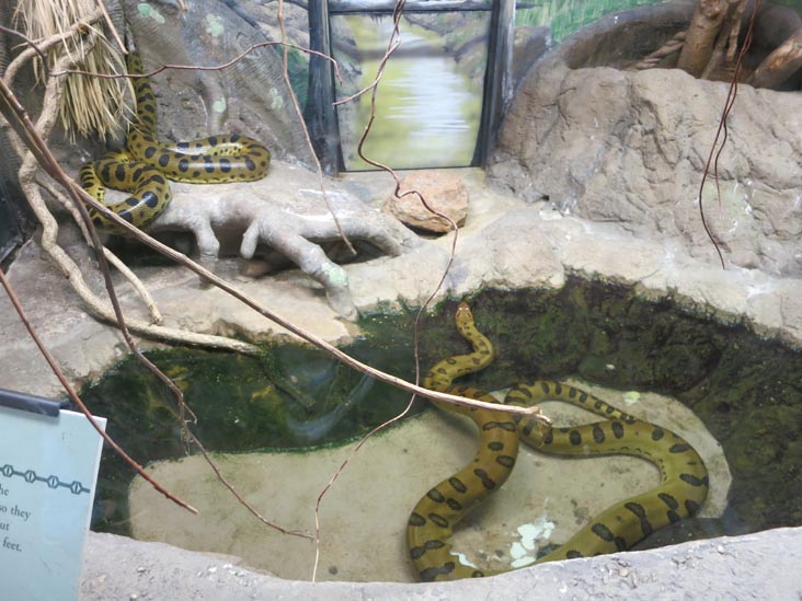 Reptiles and Amphibians, Philadelphia Zoo, 34th Street and Girard Avenue, Philadelphia, Pennsylvania, October 18, 2013