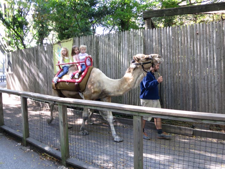 Camel Ride, Philadelphia Zoo, 34th Street and Girard Avenue, Philadelphia, Pennsylvania, October 18, 2013