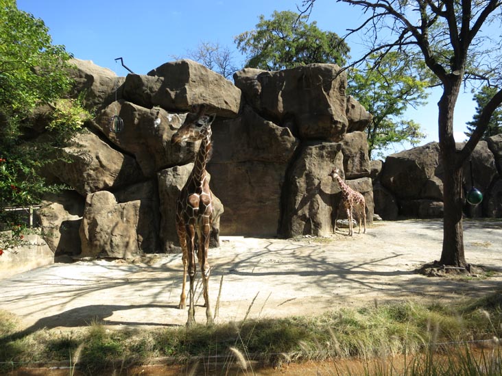 Giraffe, African Plains, Philadelphia Zoo, 34th Street and Girard Avenue, Philadelphia, Pennsylvania, October 18, 2013