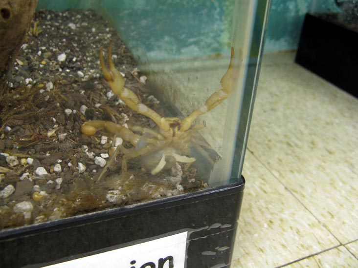Scorpion, Insectarium, 8046 Frankford Avenue, Northeast Philadelphia, Philadelphia, Pennsylvania