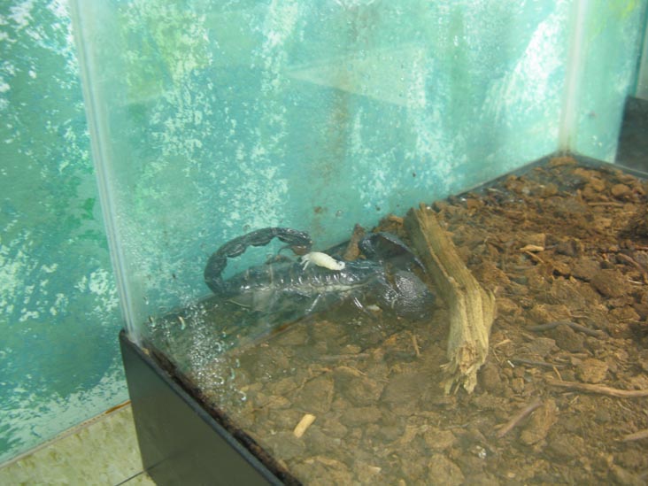 Scorpion With Baby, Insectarium, 8046 Frankford Avenue, Northeast Philadelphia, Philadelphia, Pennsylvania
