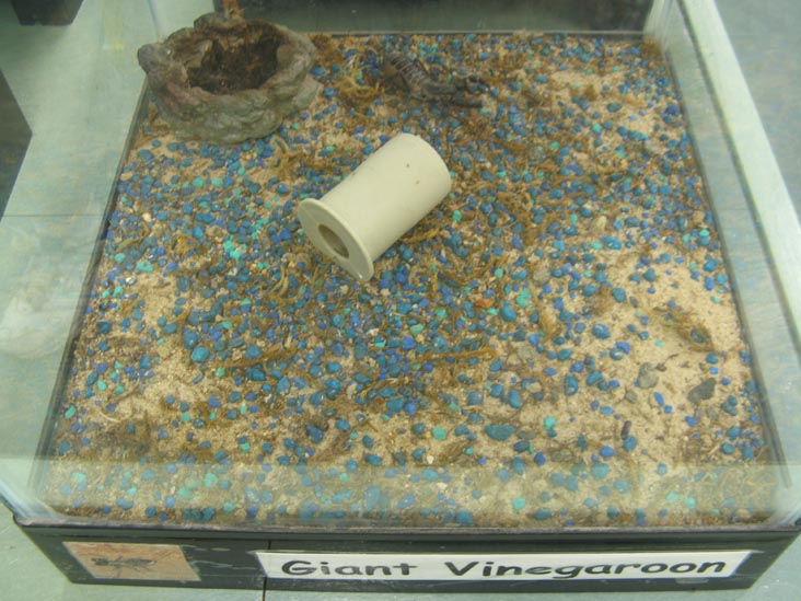 Giant Vinegaroon, Insectarium, 8046 Frankford Avenue, Northeast Philadelphia, Philadelphia, Pennsylvania