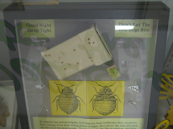Bed Bugs Display, Insectarium, 8046 Frankford Avenue, Northeast Philadelphia, Philadelphia, Pennsylvania