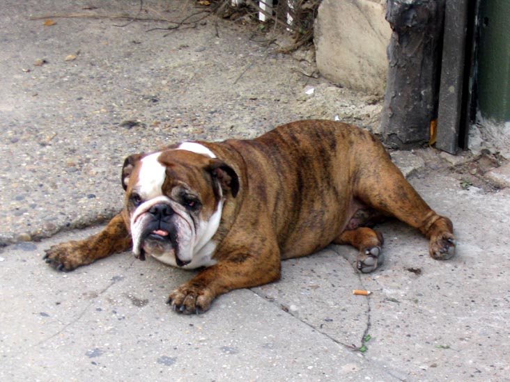 Dog, South Street, Philadelphia, Pennsylvania