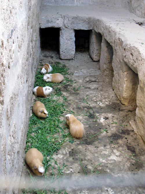 Guinea Pigs, Cell Adjoining Granada Street, Monasterio de Santa Catalina/Santa Catalina Monastery, Arequipa, Peru