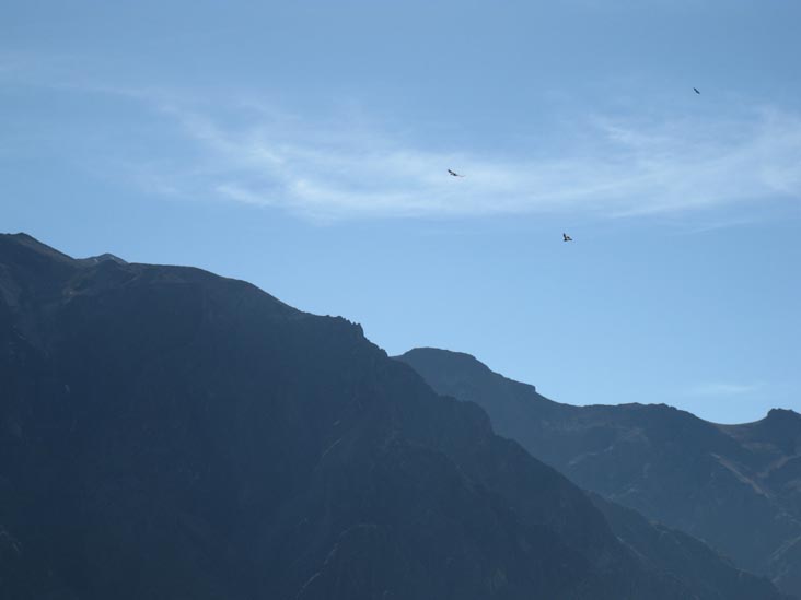 Condors, Colca Canyon/Cañon de Colca, Colca Valley/Valle del Colca, Arequipa Region, Peru, July 7, 2010