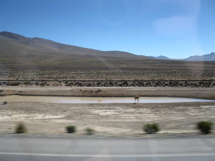 Vicuña, Reserva Nacional Salinas y Aguada Blanca, Arequipa Region, Peru