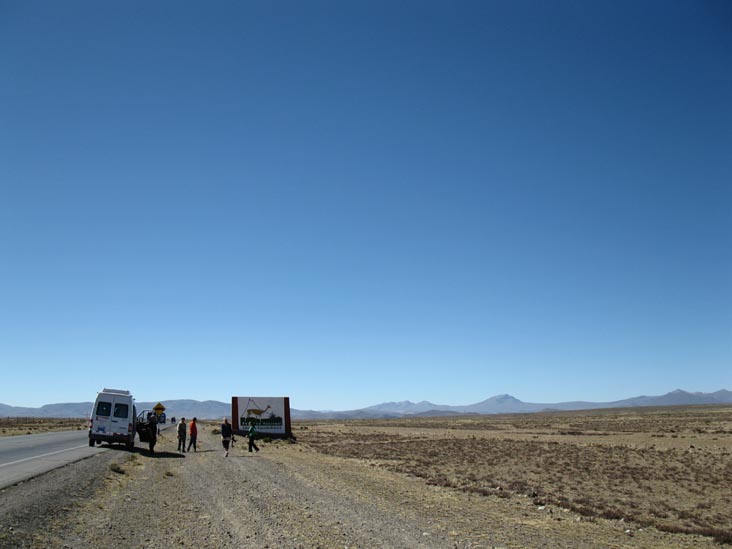 Zona de Vicuñas, Reserva Nacional Salinas y Aguada Blanca, Arequipa Region, Peru