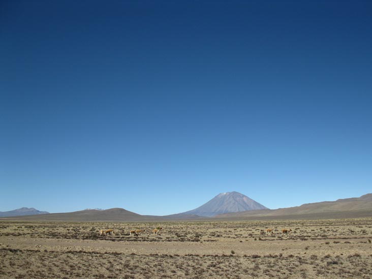 Vicuñas, Reserva Nacional Salinas y Aguada Blanca, Arequipa Region, Peru