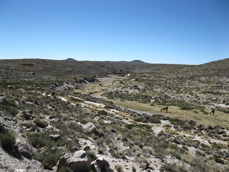 Llamas, Reserva Nacional Salinas y Aguada Blanca, Arequipa Region, Peru