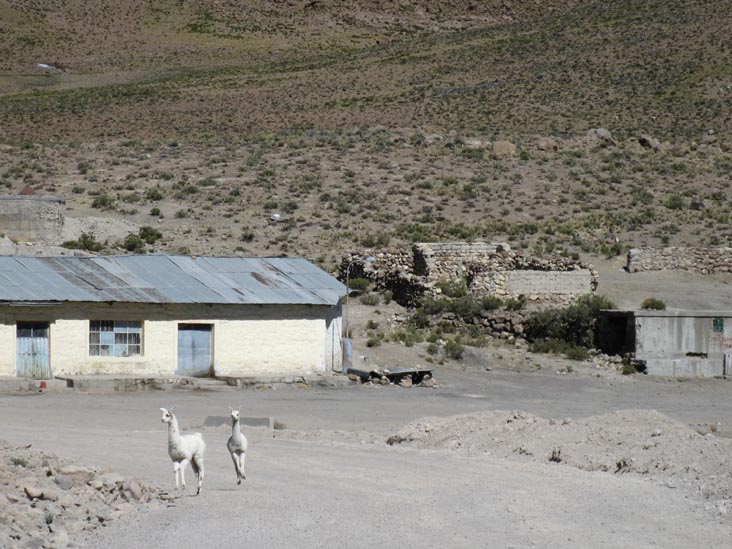 Llamas, Reserva Nacional Salinas y Aguada Blanca, Arequipa Region, Peru