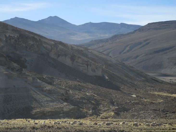 Alpacas, Reserva Nacional Salinas y Aguada Blanca, Arequipa Region, Peru