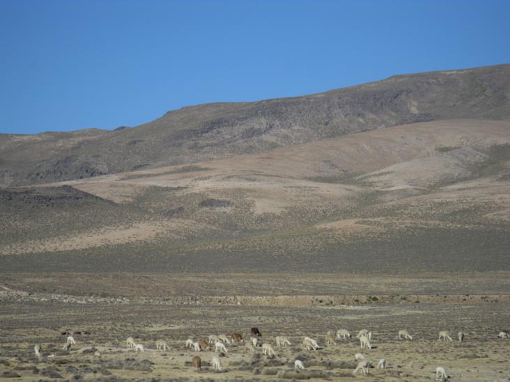 Alpacas, Reserva Nacional Salinas y Aguada Blanca, Arequipa Region, Peru