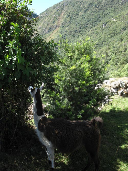 Llama, Intipunku Trail, Machu Picchu, Peru