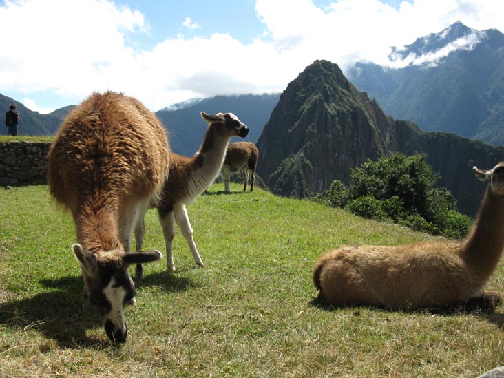 Llamas, Terrace of the Ceremonial Rock, Machu Picchu, Peru
