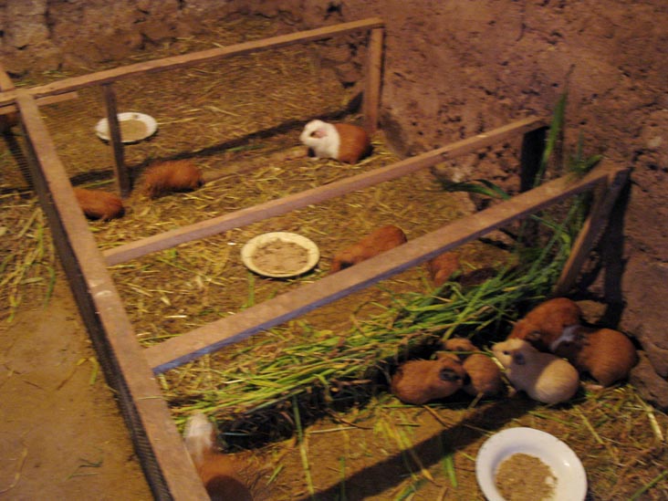 Cuy (Guinea Pig) Farm, Chichubamba Community Tourism Project/Agroturismo Chichubamba, Urubamba, Cusco Region, Peru