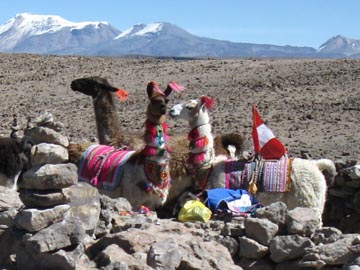 Llamas, Mirador de Los Andes, Arequipa Region, Peru