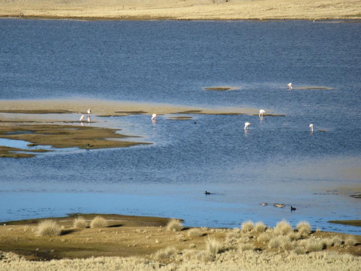 Flamingos on Lake Near Laguna Lagunillas, Puno Region, Peru