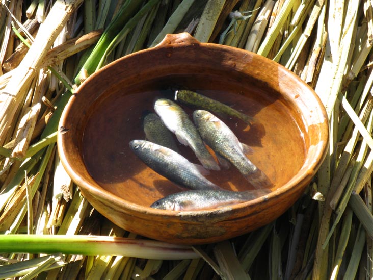 Fish/Food Demonstration, Wiñay Pacha, Uros Floating Islands, Puno Bay, Lake Titicaca/Lago Titicaca, Peru