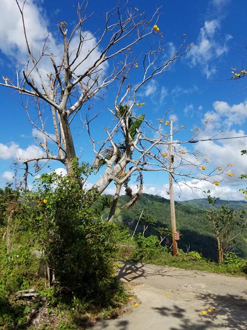 Sandra Farms, Adjuntas, Puerto Rico, February 18, 2018