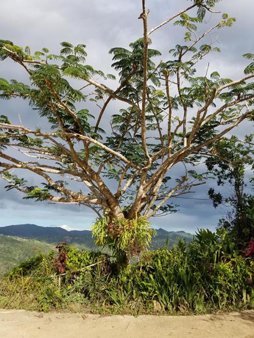 Sandra Farms, Adjuntas, Puerto Rico, February 18, 2018