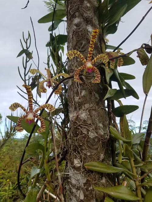 Sandra Farms, Adjuntas, Puerto Rico, February 18, 2018