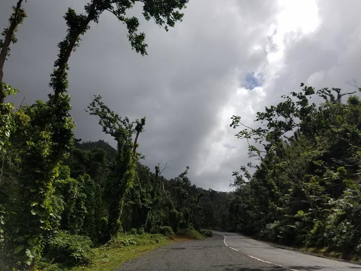PR 988, El Yunque National Forest, Puerto Rico, February 21, 2018