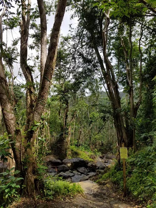 Angelito Trail, El Yunque National Forest, Puerto Rico, February 21, 2018