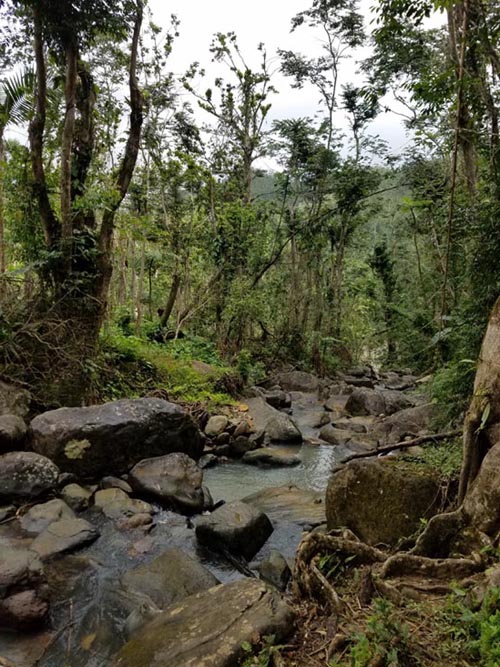 Angelito Trail, El Yunque National Forest, Puerto Rico, February 21, 2018