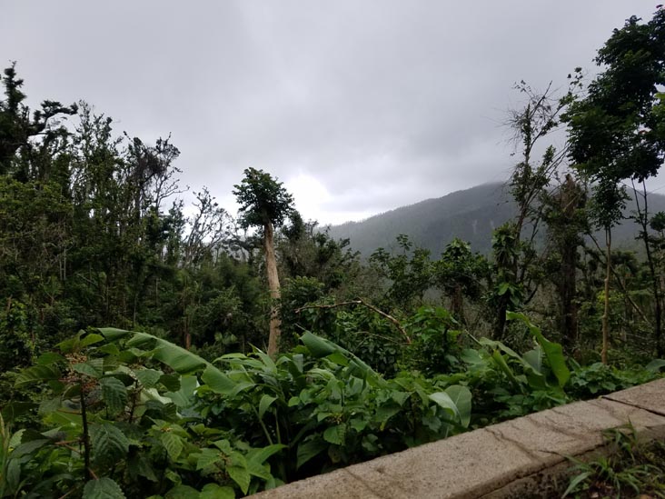 El Yunque National Forest, Puerto Rico, February 21, 2018