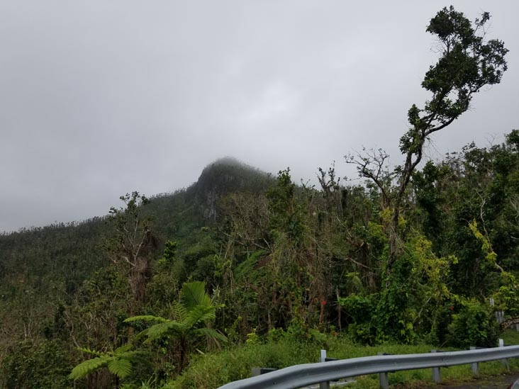 El Yunque National Forest, Puerto Rico, February 21, 2018