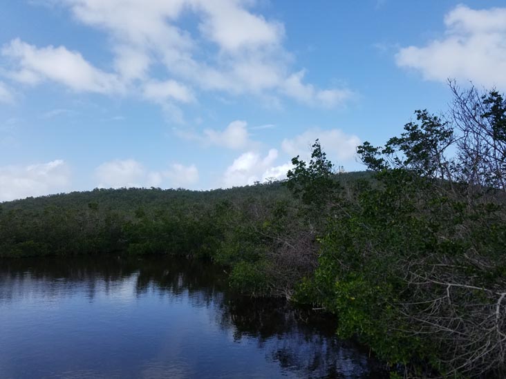 Mangrove Boardwalk, Cabezas de San Juan Nature Reserve, Fajardo, Puerto Rico, February 21, 2018