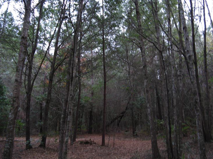 Woods Behind African-American Cemetery, Drayton Hall, Ashley River Road, Charleston, South Carolina