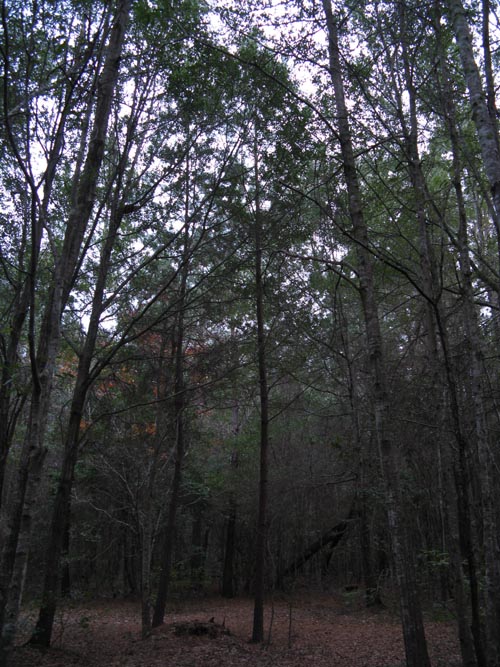 Woods Behind African-American Cemetery, Drayton Hall, Ashley River Road, Charleston, South Carolina
