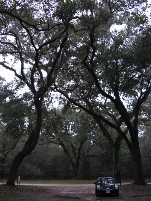 Driveway From African-American Cemetery, Drayton Hall, Ashley River Road, Charleston, South Carolina